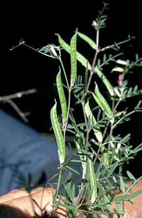 Imagem de Vicia sativa subsp. nigra (L.) Ehrh.