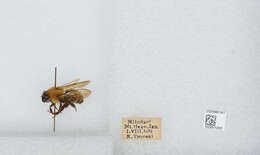 Imagem de Bombus diversus Smith 1869