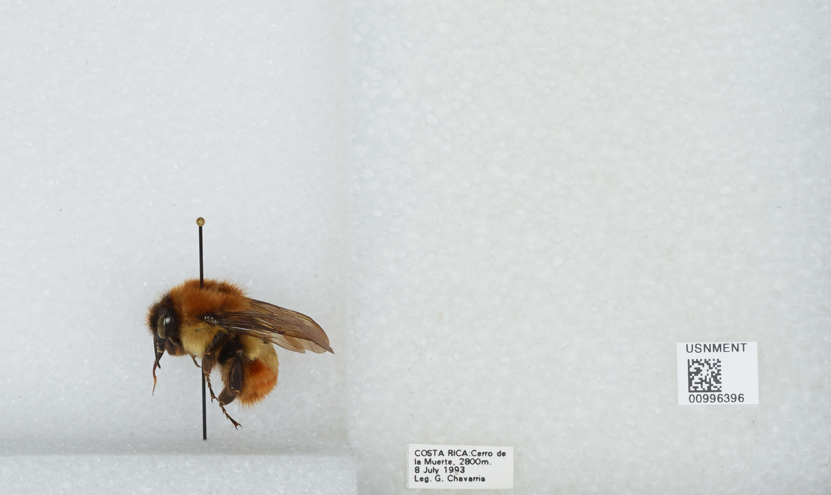 Bombus ephippiatus Say 1837 resmi