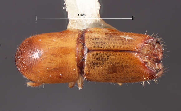 صورة Monarthrum insidiosum Wood 2007