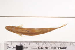 Image of Pale rasbora