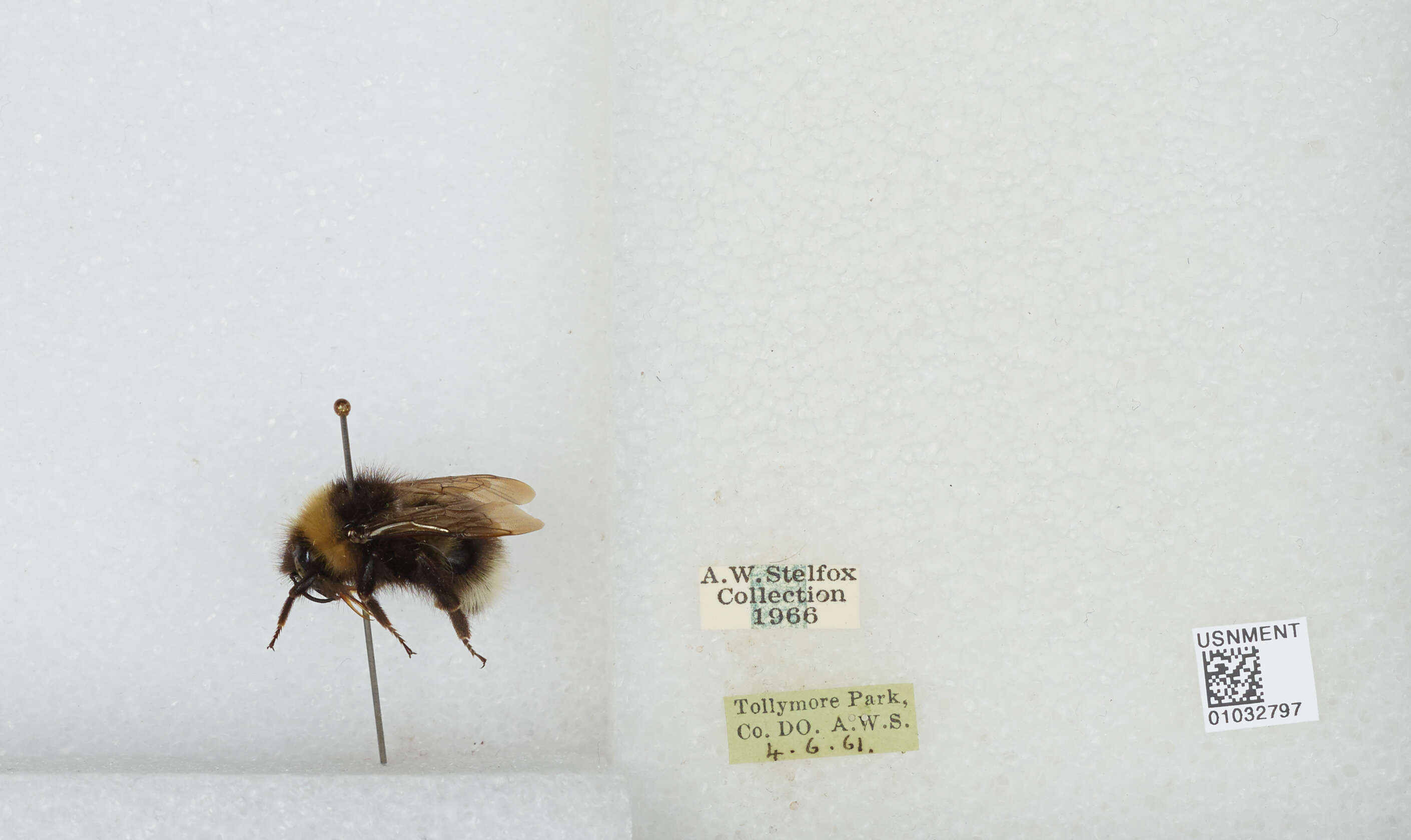 Image of Bombus quadricolor (Lepeletier 1832)