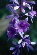 Image of Petrea macrostachya Benth.