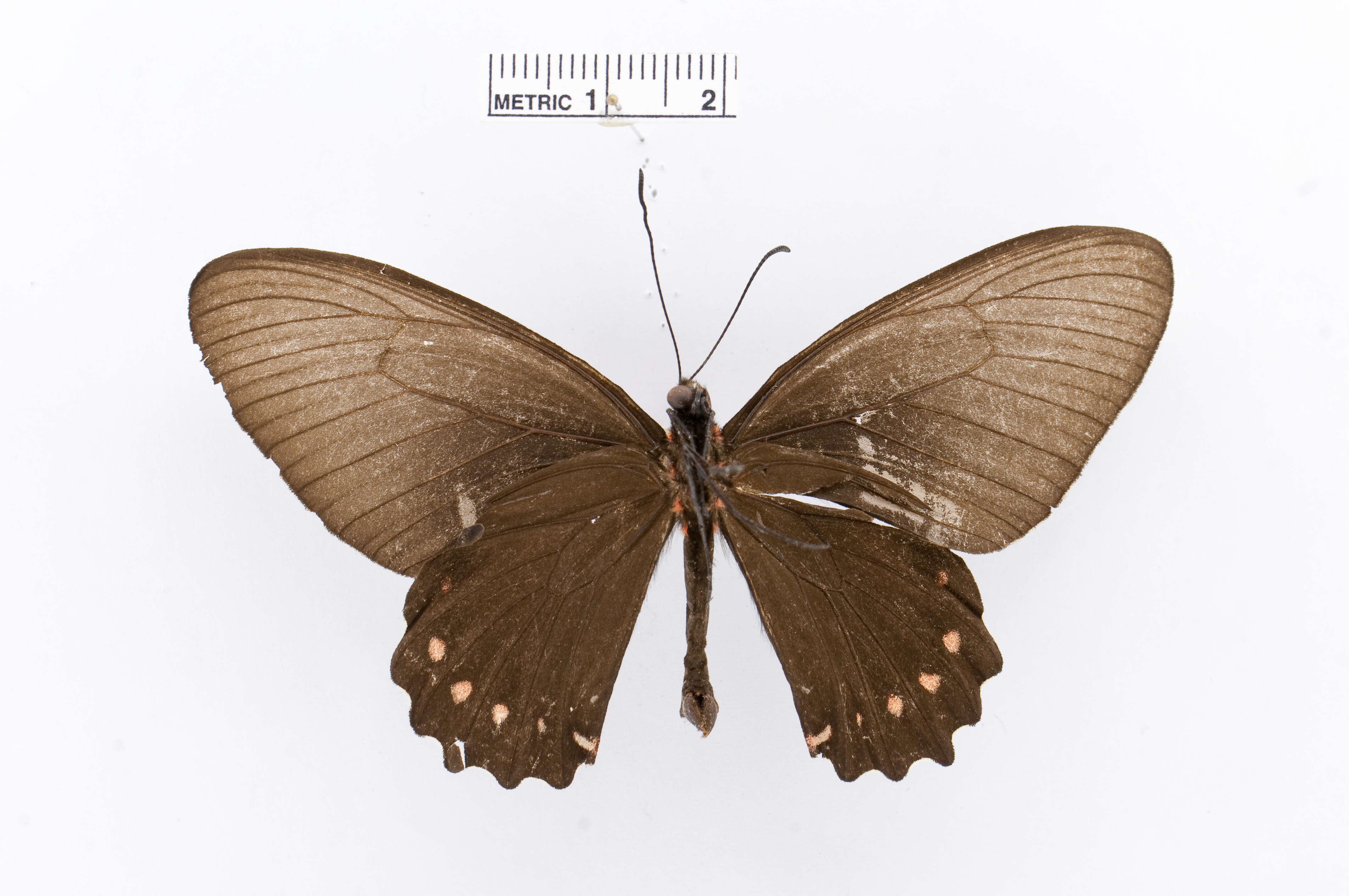 Image of Parides burchellanus (Westwood 1872)