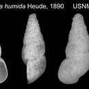 Image of Tricula humida (Heude)