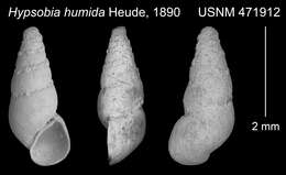 Image of Tricula humida (Heude)