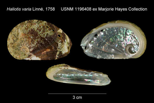 Image of variable abalone