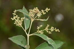 Image of Buddleja parviflora Kunth