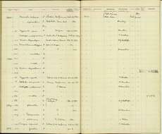 Image of Myzomela eques eques (Lesson, R & Garnot 1827)