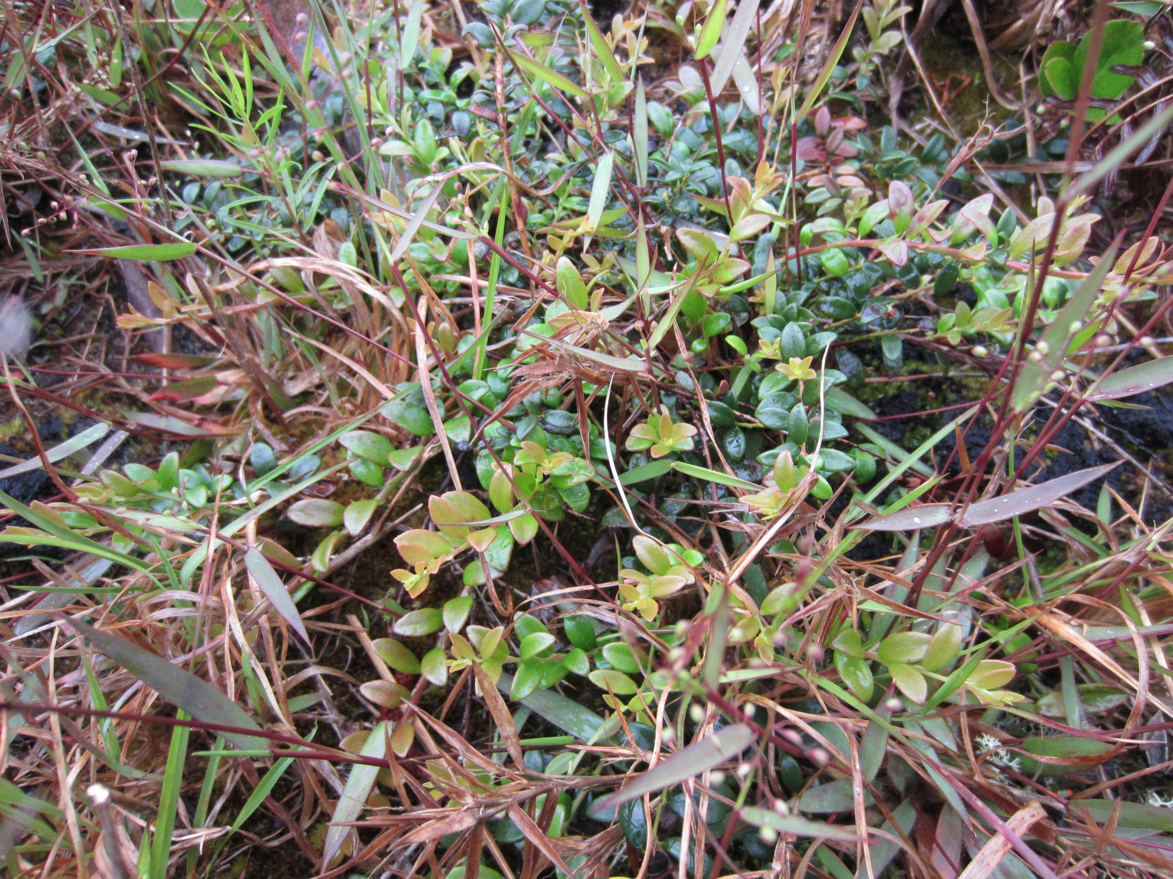 Vaccinium crassifolium subsp. crassifolium的圖片