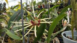 Image de Bulbophyllum makoyanum (Rchb. fil.) Ridl.