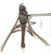 Image of Rhamphomyia prodroma Bartak 2002