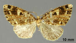 صورة Pherotesia maculiplaga Dognin 1916