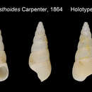 Image of Acirsa menesthoides Carpenter 1864