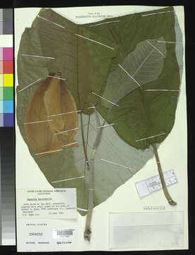 Image of Big-Leaf Magnolia