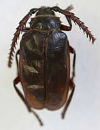 Image of Prionus (Neopolyarthron) curticollis Casey 1912