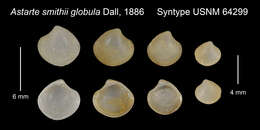 صورة Astarte globula Dall 1886