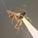 Image of Parasitoid wasp