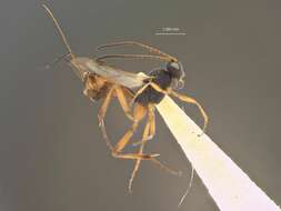 Image of Parasitoid wasp