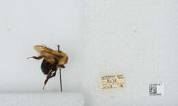 Image of Two-spotted Bumblebee