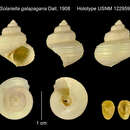 Image of Bathybembix galapagana (Dall 1908)