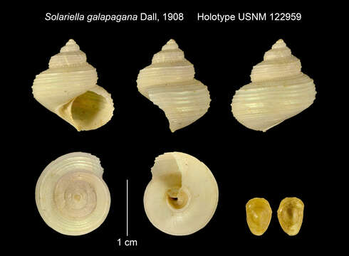 Image of Bathybembix galapagana (Dall 1908)