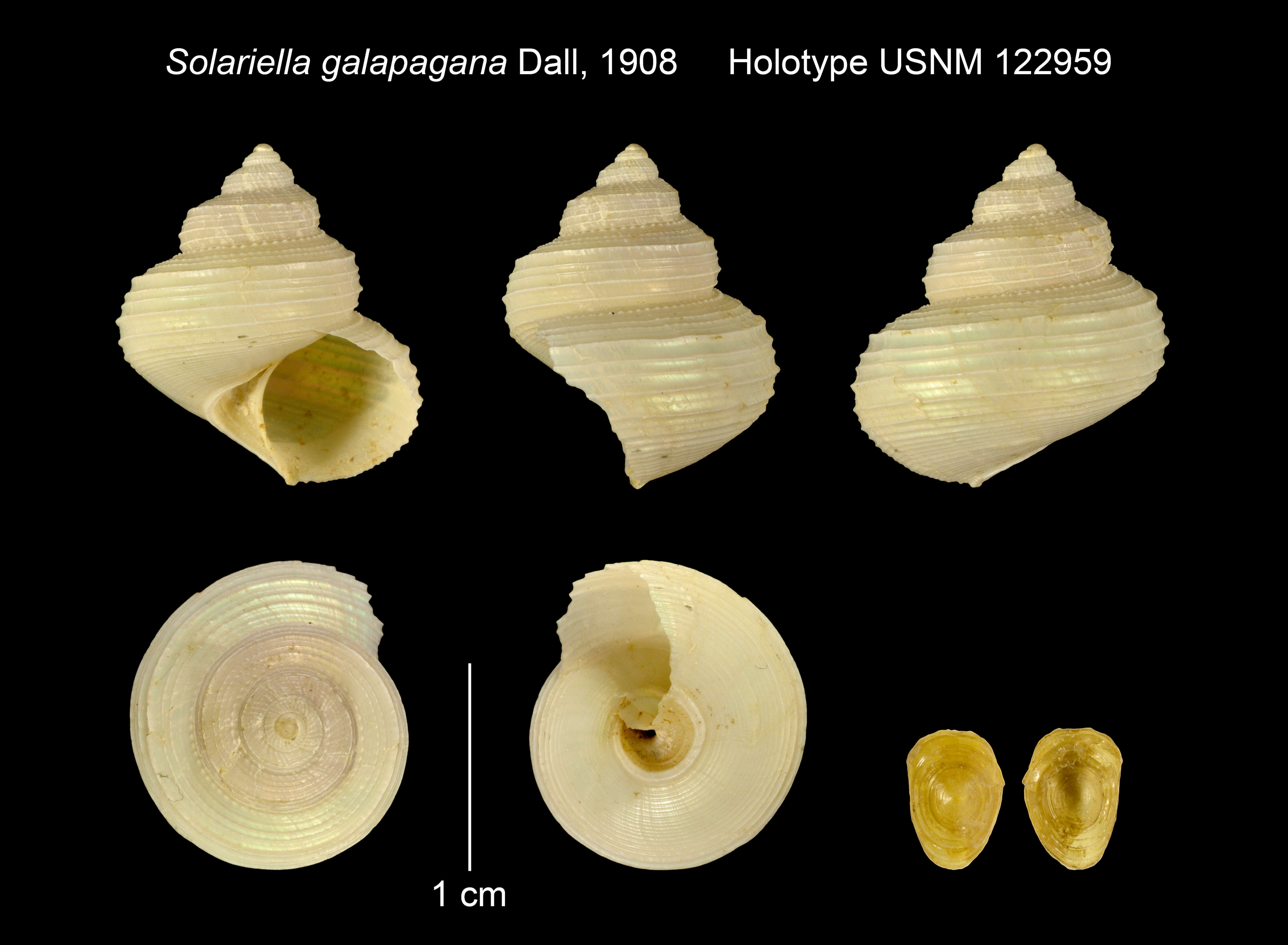 Imagem de Bathybembix galapagana (Dall 1908)