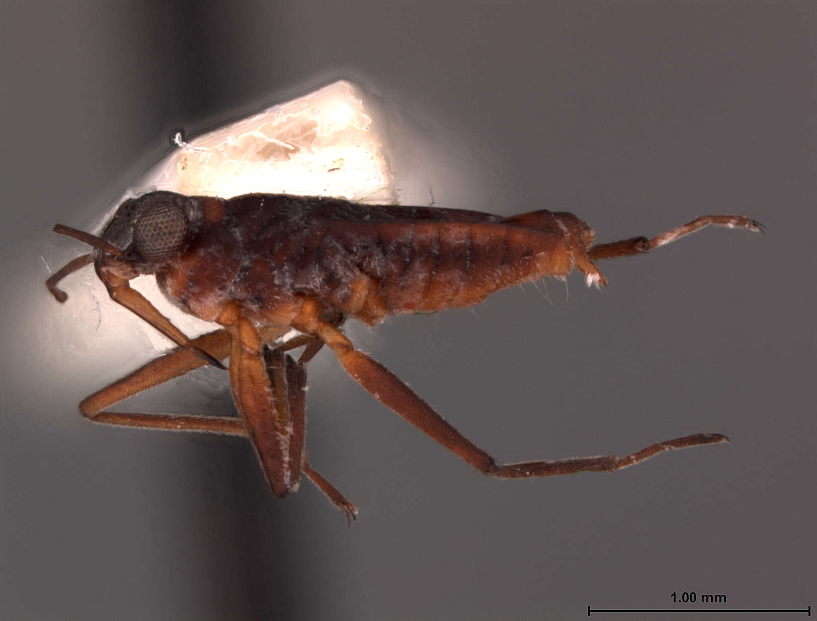 Image of Microvelia ayacuchana Drake & Maldonado-Capriles 1952