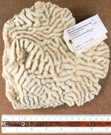 Image of Maze Coral