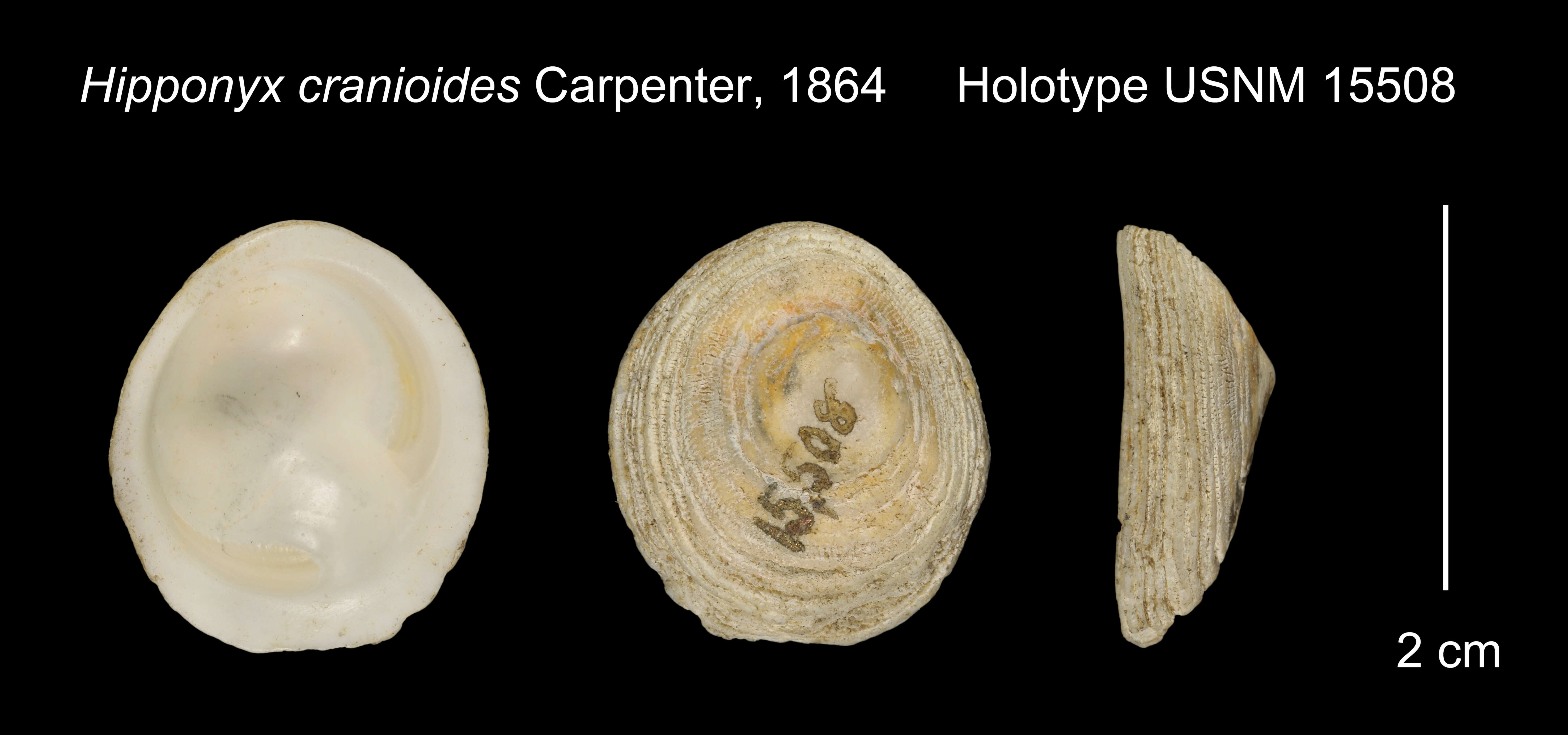 Image of Hipponix cranioides Carpenter 1864