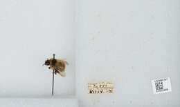 Image of Frigid Bumble Bee