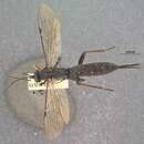 Слика од Pimpla aethiops Curtis 1828