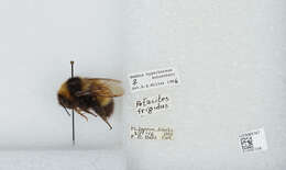 Слика од Bombus hyperboreus Schönherr 1809