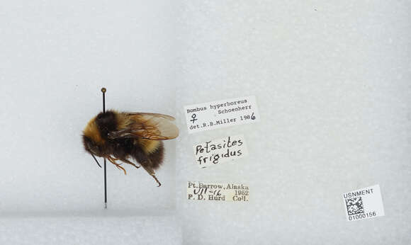 Plancia ëd Bombus hyperboreus Schönherr 1809