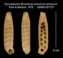 Image of <i>Pycnoptychia <i>amicorum</i></i> amicorum