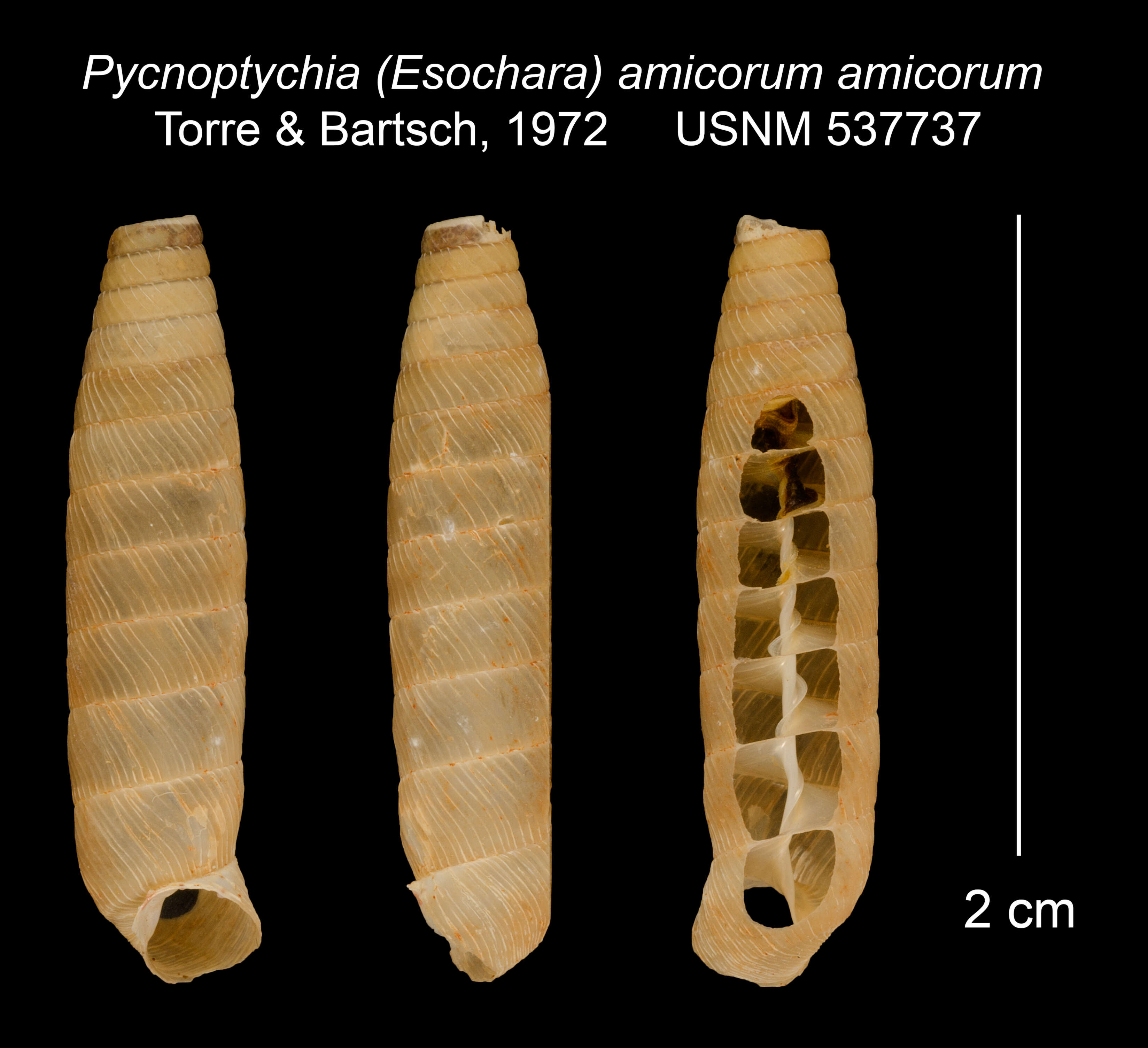 Image of <i>Pycnoptychia <i>amicorum</i></i> amicorum