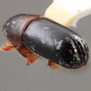 صورة Corthylus splendidulus Wood 2007