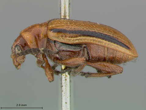 Image of Three-lined Lema Beetle