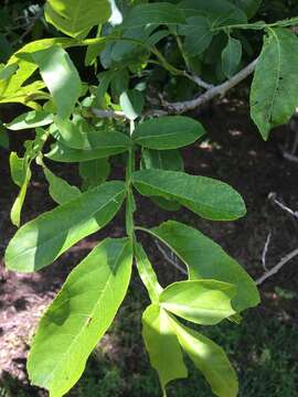 Image of Pterocarya macroptera Batalin