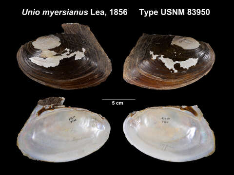 Image of Unio myersianus Lea