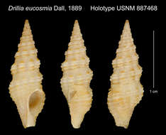 Sivun Compsodrillia eucosmia (Dall 1889) kuva