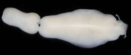 Image of Milky ribbon worm