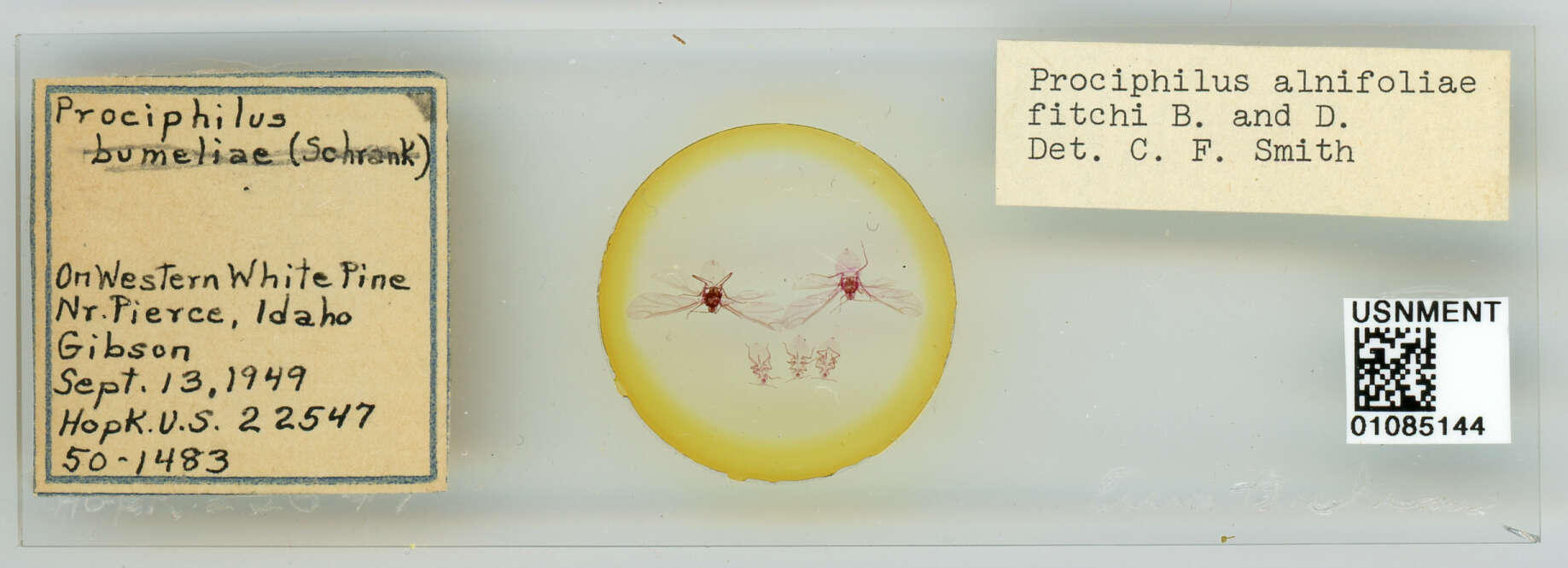 Image of Prociphilus (Prociphilus) caryae (Fitch 1856)
