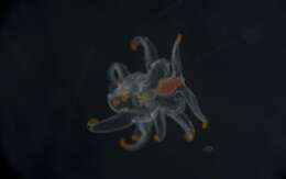 Image of Astropectinidae