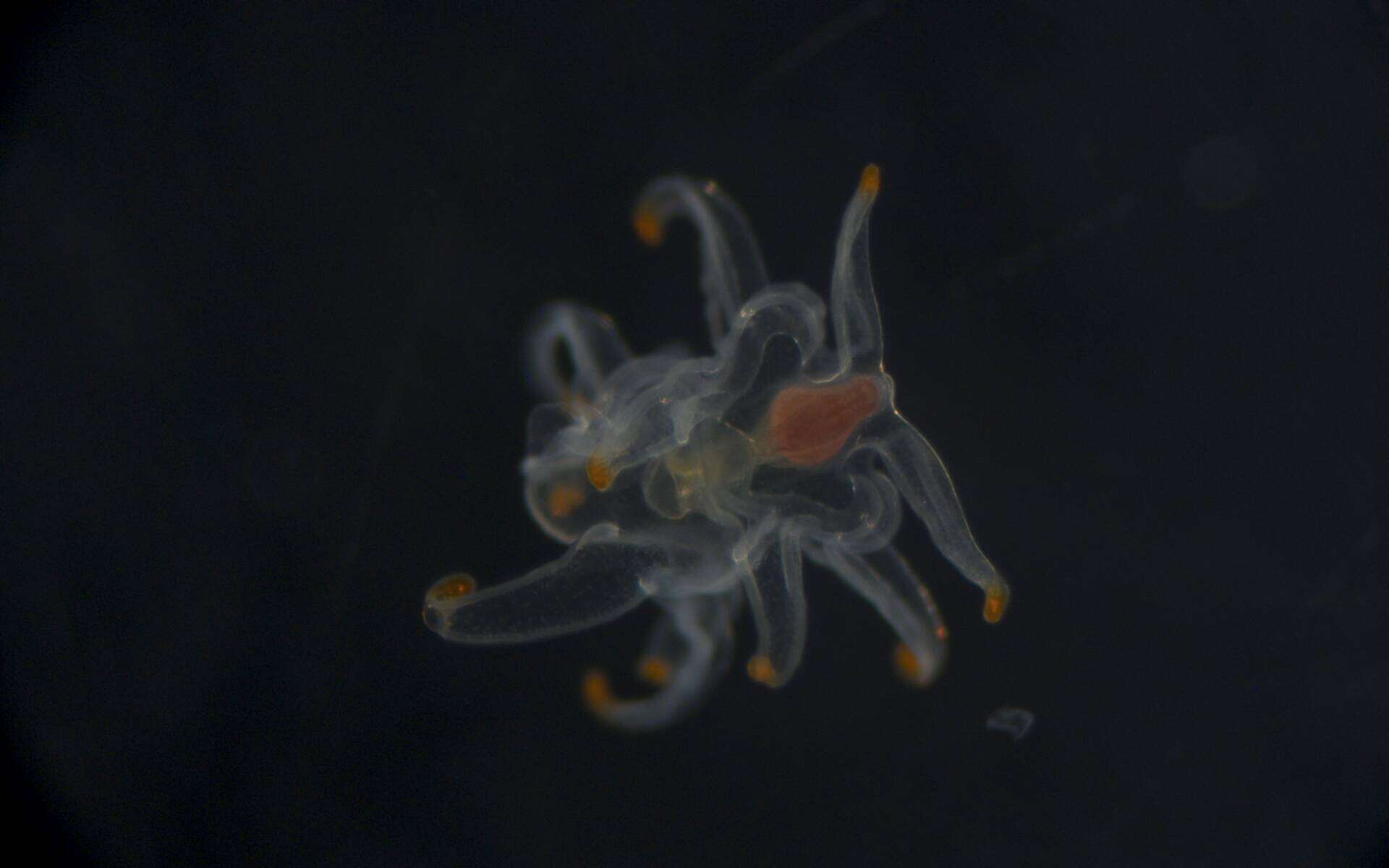 Image of Astropectinidae