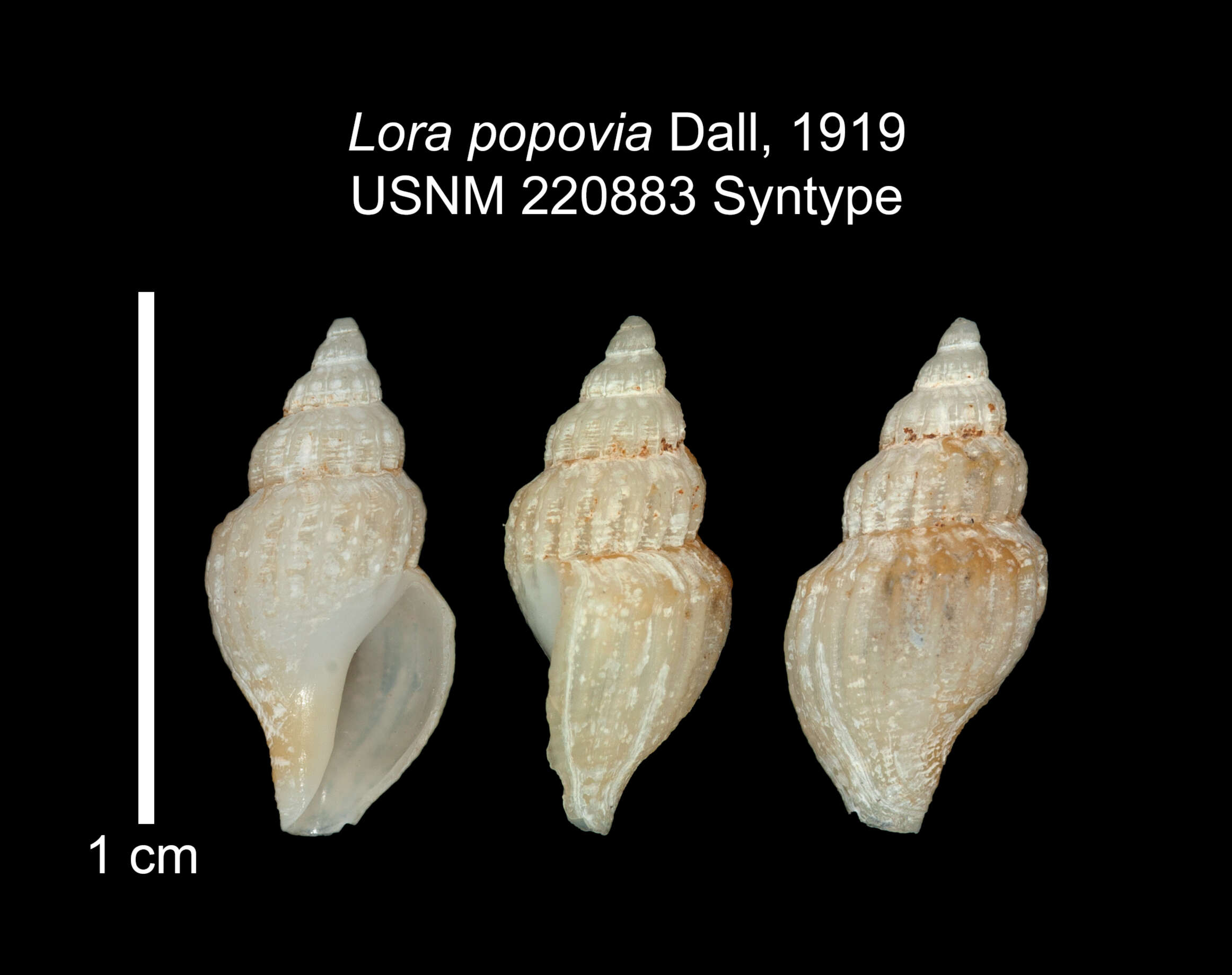 Image of Propebela popovia (Dall 1919)