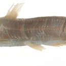 Image of Pimelodus felinus Girard