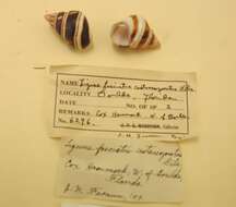 Liguus fasciatus (O. F. Müller 1774) resmi