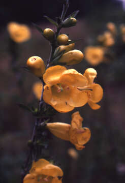 Image of downy yellow false foxglove