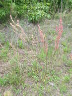 Image de Rumex hastatulus Baldw. apud Ell.